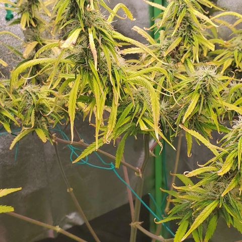 Starla growlog timeline photo