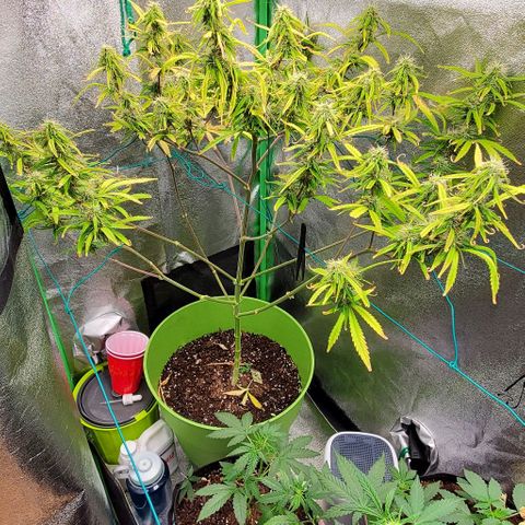 Starla growlog timeline photo