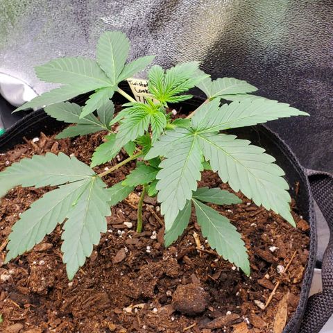 Eve growlog timeline photo