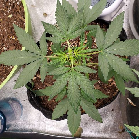 Bonnibel growlog timeline photo