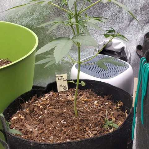 Bonnibel growlog timeline photo