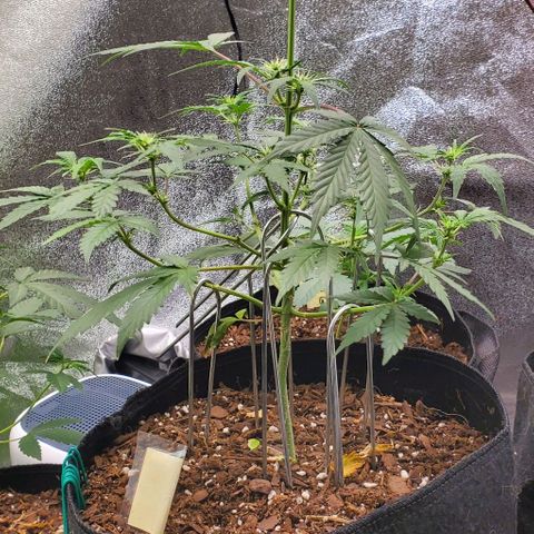 Corkscrew growlog timeline photo