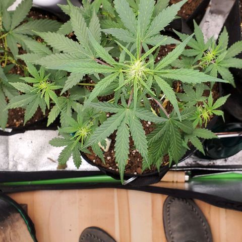 Corkscrew growlog timeline photo