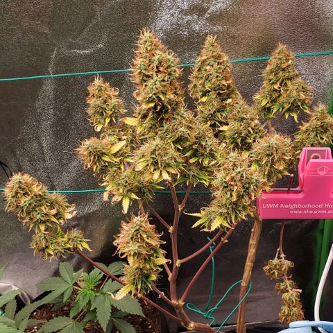 Bubbletwin Candy growlog timeline photo