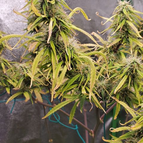 Starla growlog timeline photo