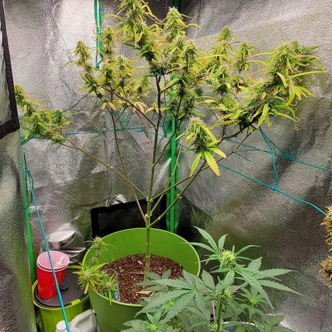 Starla growlog timeline photo