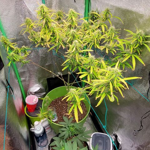 Starla growlog timeline photo