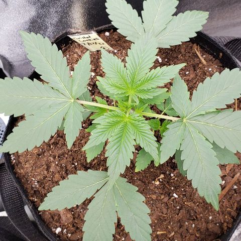Eve growlog timeline photo