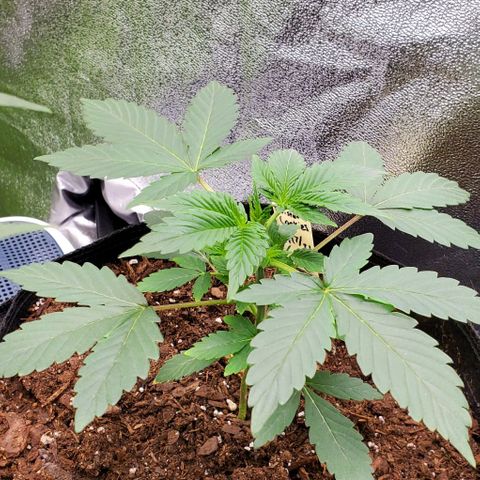 Eve growlog timeline photo