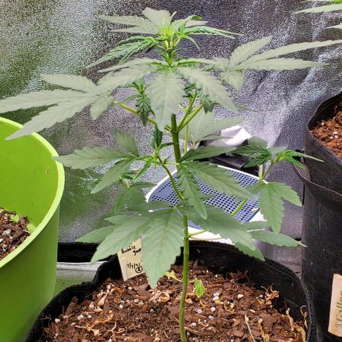 Bonnibel growlog timeline photo
