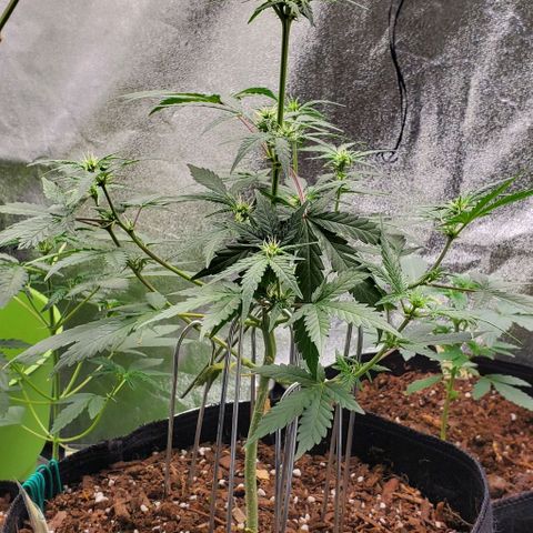 Corkscrew growlog timeline photo