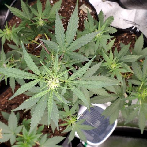 Corkscrew growlog timeline photo
