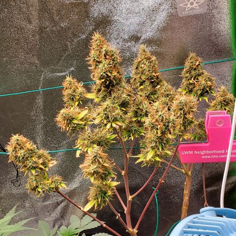 Bubbletwin Candy growlog timeline photo