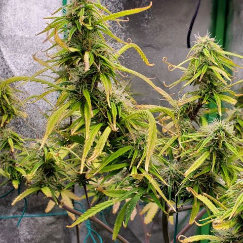 Starla growlog timeline photo