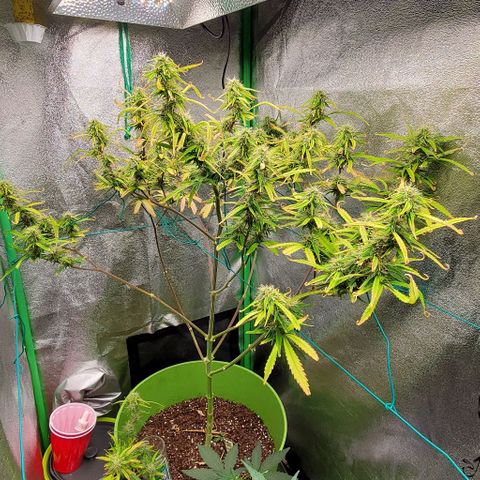 Starla growlog timeline photo