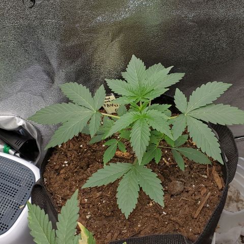 Eve growlog timeline photo