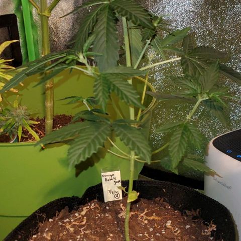 Bonnibel growlog timeline photo