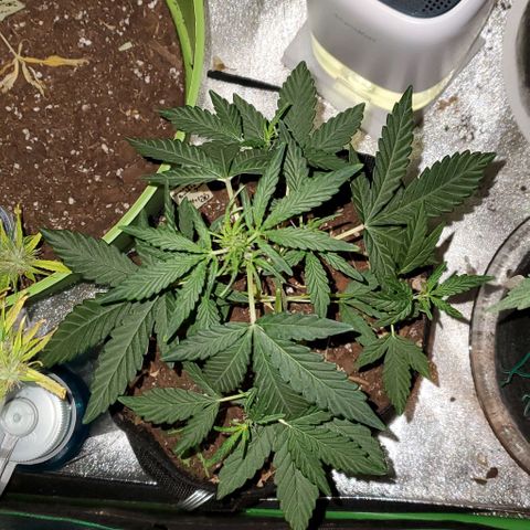 Bonnibel growlog timeline photo