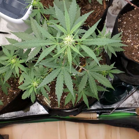 Corkscrew growlog timeline photo