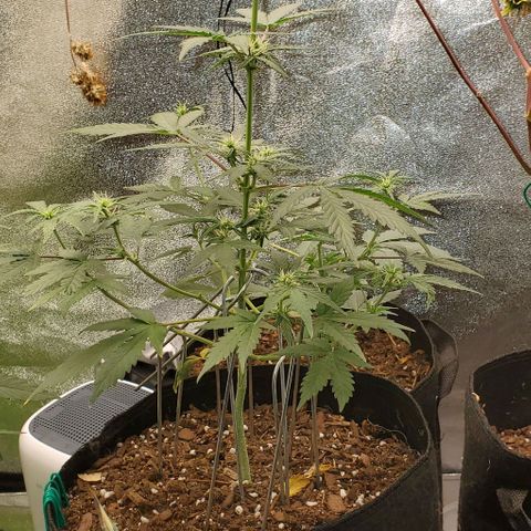 Corkscrew growlog timeline photo