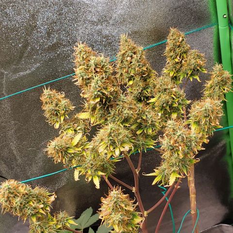 Bubbletwin Candy growlog timeline photo
