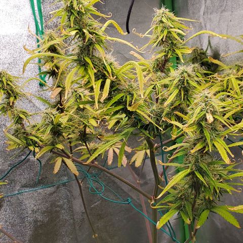 Starla growlog timeline photo