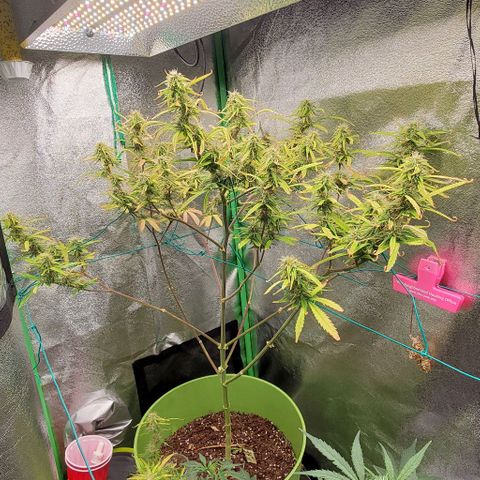 Starla growlog timeline photo