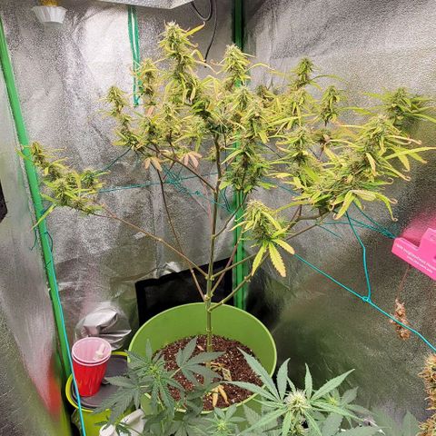 Starla growlog timeline photo