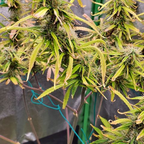 Starla growlog timeline photo
