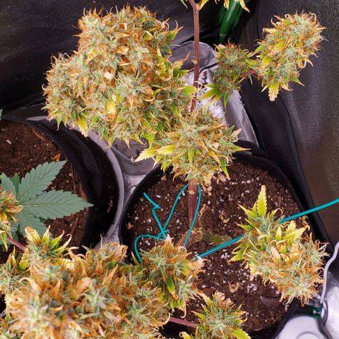 Bubbletwin Candy growlog timeline photo