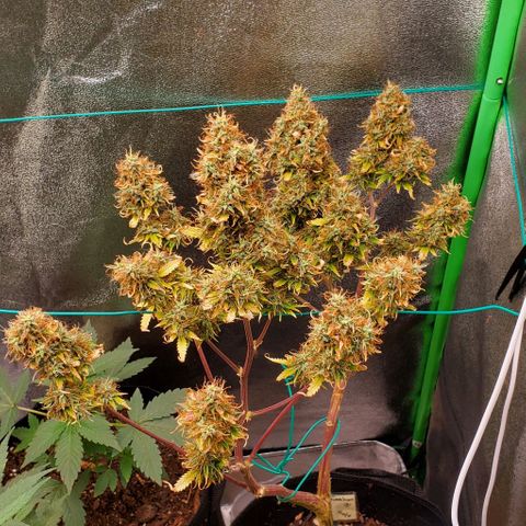 Bubbletwin Candy growlog timeline photo