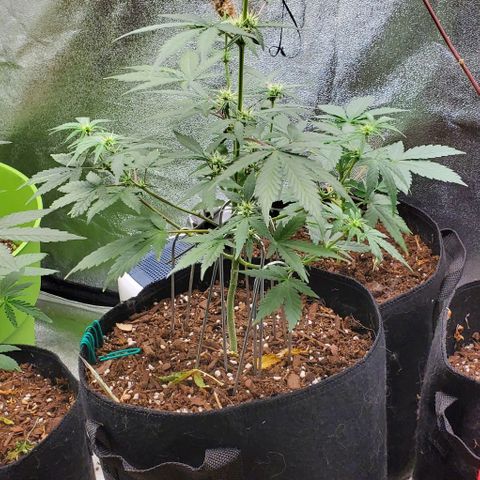 Corkscrew growlog timeline photo