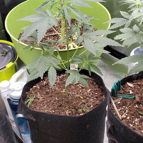 Bonnibel growlog timeline photo