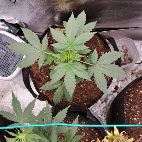 Eve growlog timeline photo