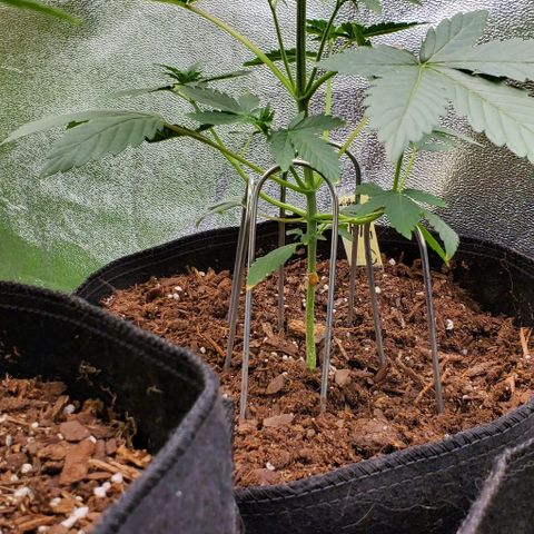 Eve growlog timeline photo