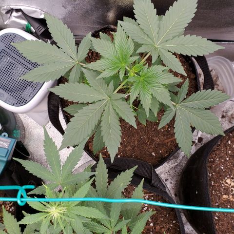 Eve growlog timeline photo
