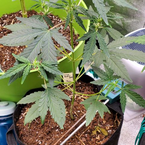 Bonnibel growlog timeline photo