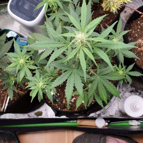 Corkscrew growlog timeline photo