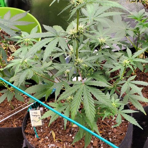 Corkscrew growlog timeline photo