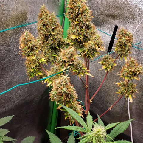 Bubbletwin Candy growlog timeline photo
