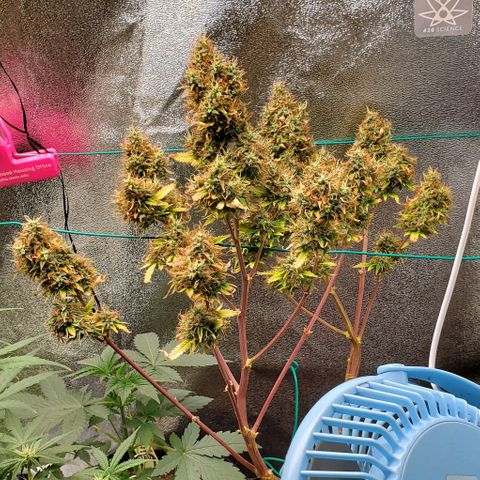 Bubbletwin Candy growlog timeline photo