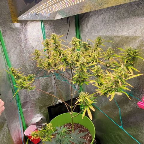 Starla growlog timeline photo