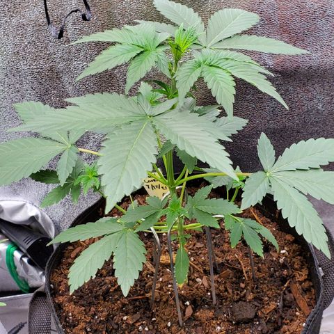 Eve growlog timeline photo