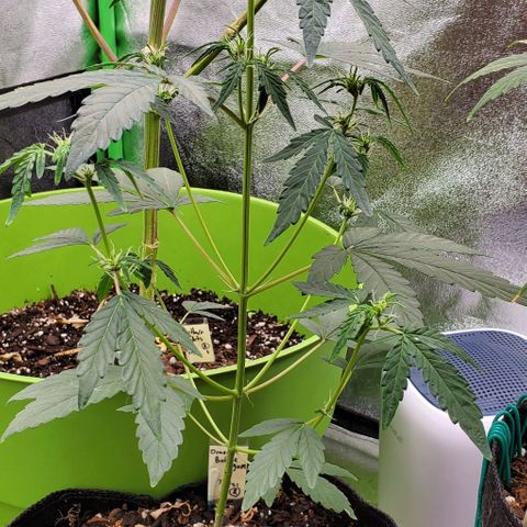 Bonnibel growlog timeline photo