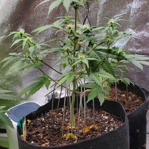 Corkscrew growlog timeline photo