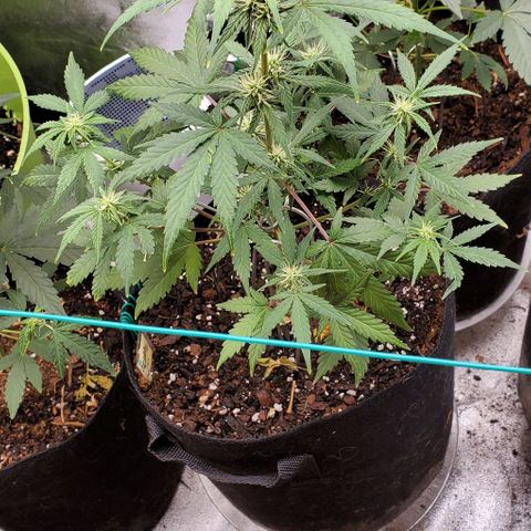 Corkscrew growlog timeline photo