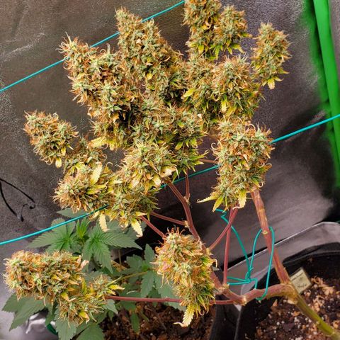 Bubbletwin Candy growlog timeline photo