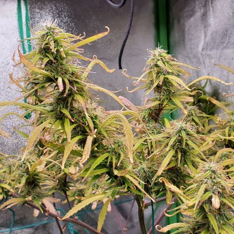 Starla growlog timeline photo