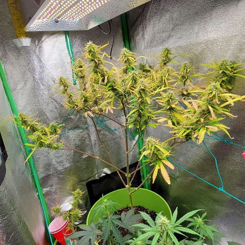 Starla growlog timeline photo
