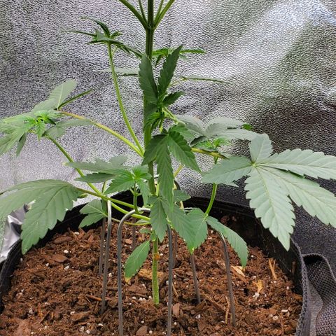 Eve growlog timeline photo